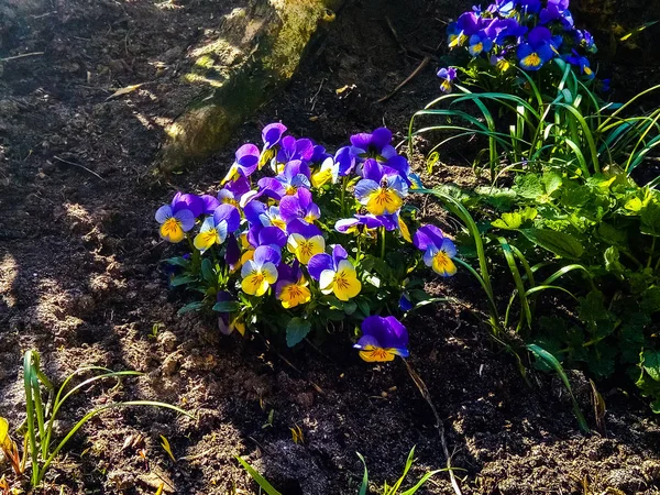 春先に晴れた日にツリーのルートに近い成長している紫のスミレとブッシュ黄色 — ストック写真