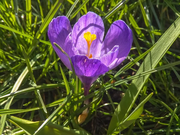 公園でライラック色の春の花 — ストック写真