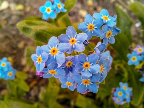 春の庭で育つ黄色い忘れ物ではない花びらと青い花序 — ストック写真