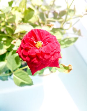 İlkbaharda bir yak güneş ışınları kırmızı dekoratif mini gül ve yeşil yaprakların bir arka plan açıldı tomurcuk