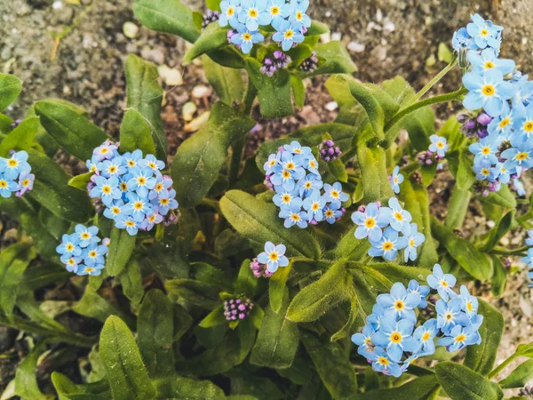 Blick Von Oben Auf Blaue Vergissmeinnicht Büsche Einem Frühlingstag — Stockfoto