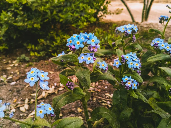 緑の葉を背景に春の家の近くの花壇で育つ青い小さな忘れ物の茂み — ストック写真