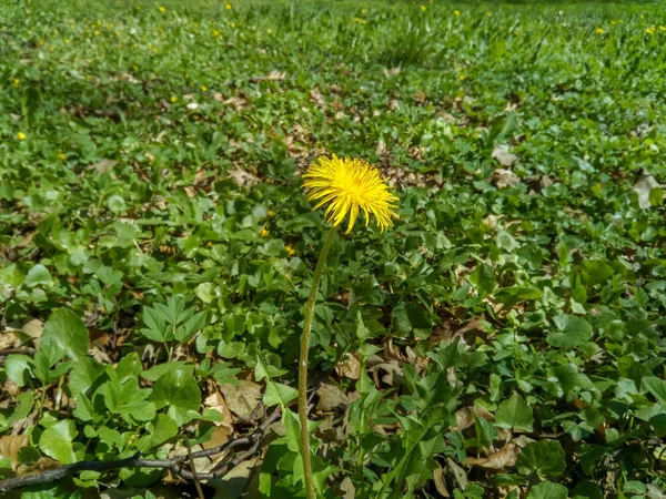 Einsam Wachsende Blume Aus Gelbem Löwenzahn Auf Einem Hintergrund Aus — Stockfoto