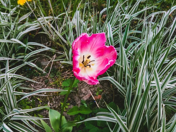 春の午後に家の近くの庭で育つ花びらの白い中間とふわふわの縁を持つピンクのチューリップの芽 — ストック写真