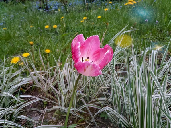 Różowy Tulipan Rośnie Ogrodzie Pobliżu Domu Tle Trawy Żółte Mniszek — Zdjęcie stockowe