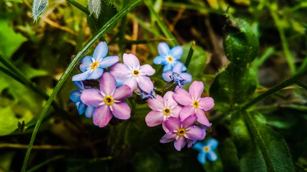 1つの枝に青とピンクの忘れ 私の小さな花は 午後の春に庭の緑の葉を背景に成長します — ストック写真