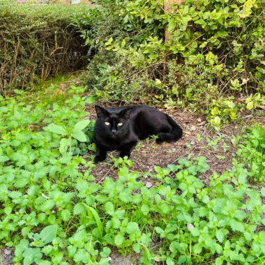 Yoğun yeşil bitkilerin arasında uzanan zarif siyah kedi cazibesini yakalıyor..