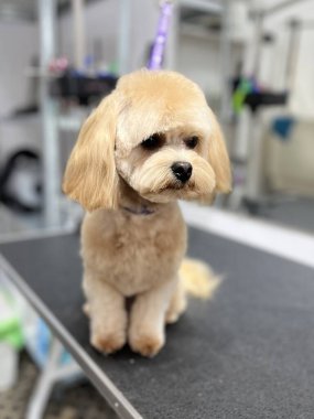 after haircut and bath beige maltipoo dog sits on grooming table with long fluffy ears . pet . cute dog