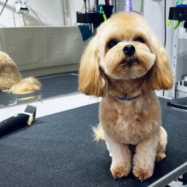 after haircut and bath beige maltipoo dog sits on grooming table with long fluffy ears . pet . cute dog. Copy space 