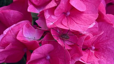 Örümcekli parlak pembe ortanca çiçekleri eşsiz bir bahçe anı sergiliyor..