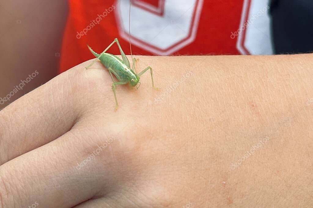 Green katydid resting on a persons hand, with a red shirt featuring a white logo in the background.