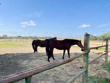 Güneşle ıslanmış bir otlakta otlayan iki kahverengi atın yer aldığı sakin kırsal bölge. Açık mavi gökyüzü yumuşak beyaz bulutlarla kaplı, ve uzakta, diğer atlar ve biniciler 