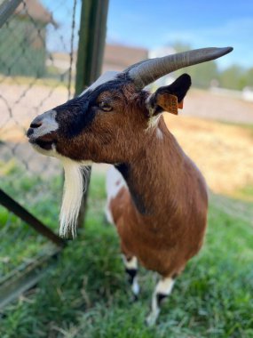 Güçlü boynuzlu ve beyaz sakallı bir keçi, parlak gökyüzü ile doğal bir çiftlik ortamında yakalandı..