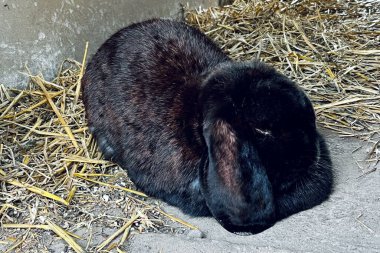 Kabarık tüylü siyah tavşan kırsal bir ahırda samandan bir yatakta huzur içinde dinleniyor. Etrafı beton bir duvarla çevrili ve samanla kaplı..