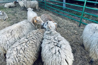 Bir grup tüylü koyun, çitle çevrili bir ağılda saman ve çimlerle çevrili yeşil raylarla yakın etkileşime geçiyorlar. Çiftlik hayvanları 