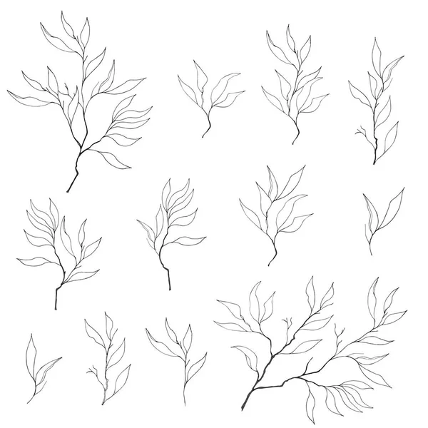 Ensemble Branches Contour Sur Fond Blanc Dessiné Encre Pour Design — Image vectorielle