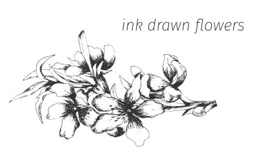 Anahat vektör çiçek. Çiçek, mürekkep tarafından çizilmiş kroki. Kontur, cipart, usedesign
