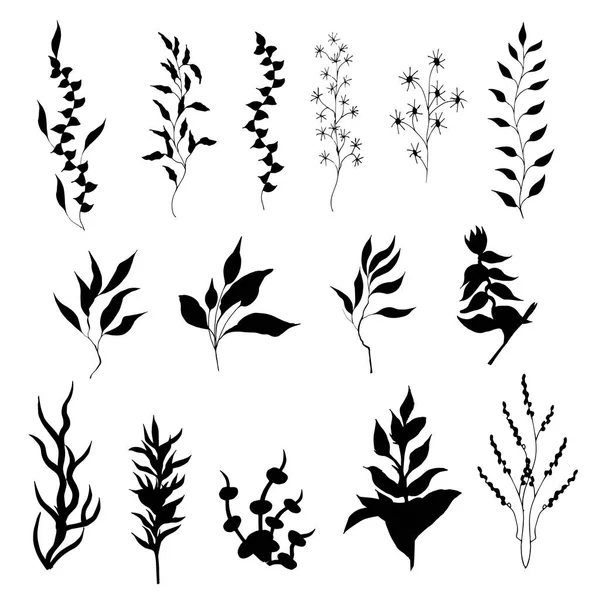 Set of contour vector flowers. Medicinal plant Veronica Formosa drawn by ink. Contour Clipart for use in design. — Stock Vector