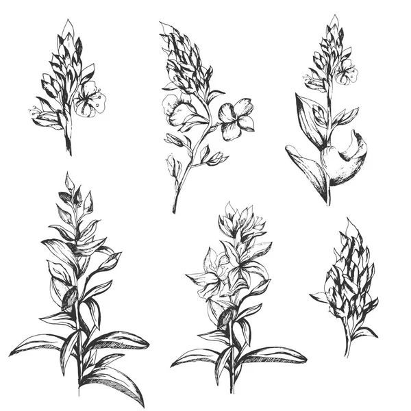 Set van contour vector bloemen getekend door inkt. Contour Clipart voor gebruik in ontwerp. — Stockvector