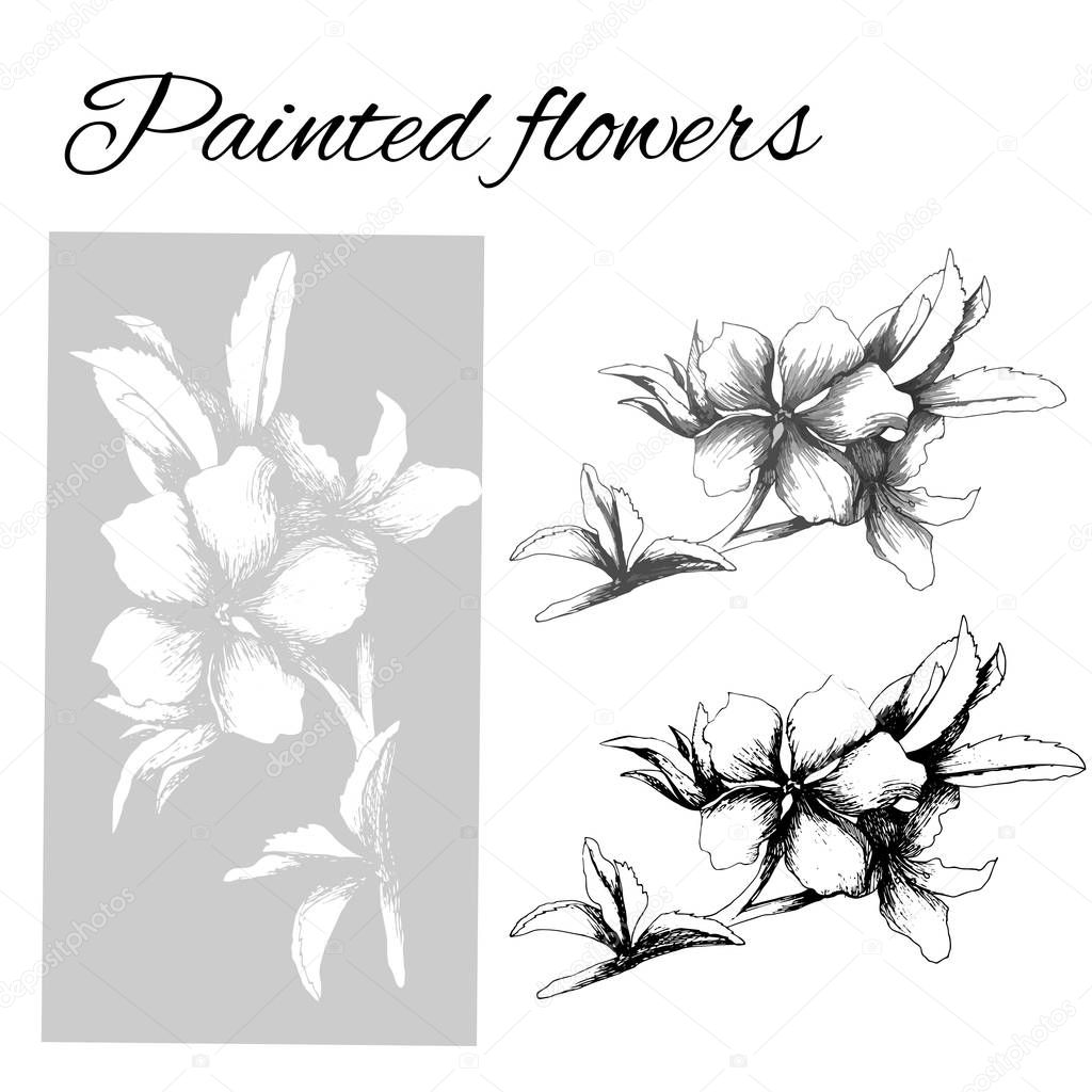 Set of contour vector flowers. Medicinal plant Veronica Formosa drawn by ink. Contour Clipart for use in design.