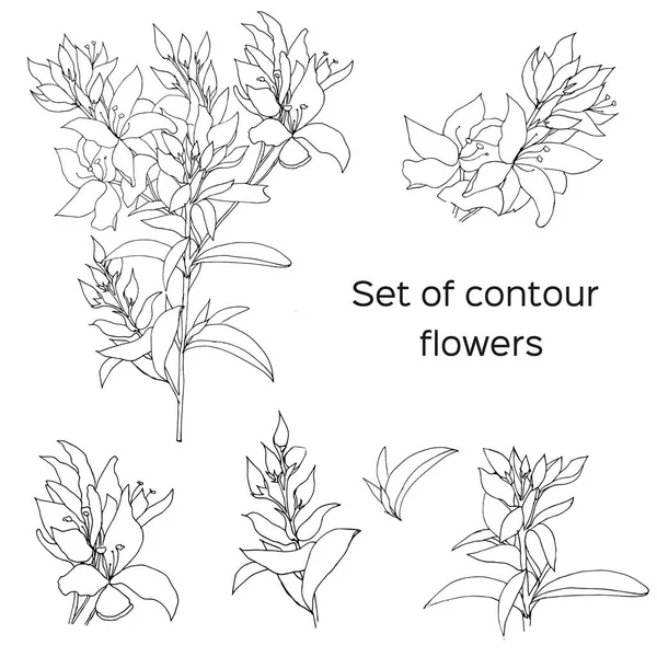 Conjunto de flores vetoriais de contorno desenhadas por tinta. Clipart de contorno para uso em design . —  Vetores de Stock