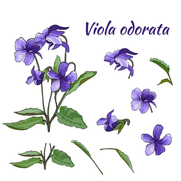 Conjunto de flores violetas sobre un fondo claro. Elemento de diseño floral dibujado a mano. Para papel pintado, diseño textil . — Vector de stock