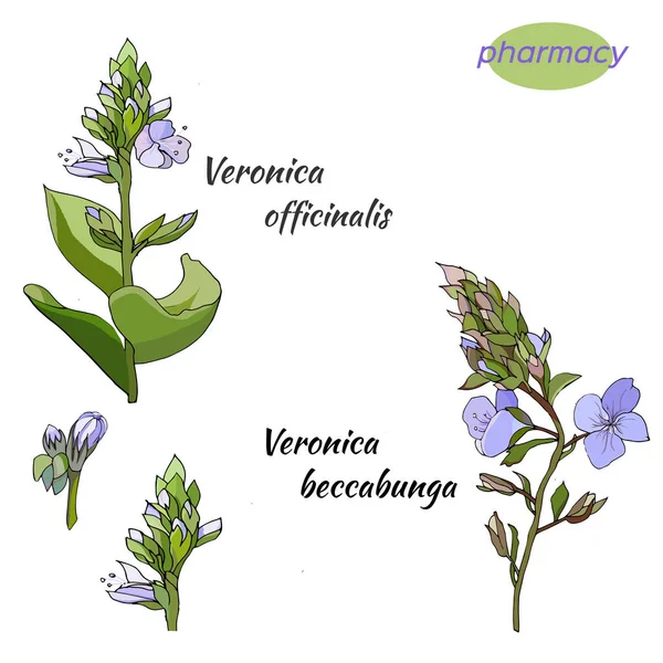 A collection of medicinal plants. Flowers and leaves the medicinal plant of Veronica are drawn in ink. Delicate flowers for decoration.