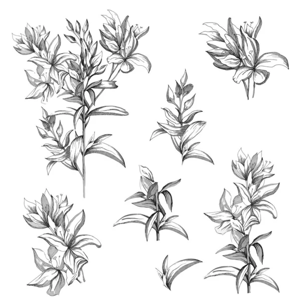 Set van vector contour bloemen op een witte achtergrond. Schetsen van de geïsoleerde bloemen getekend door inkt. Contour clipart voor zomer ontwerp en kleurstellingen. — Stockvector