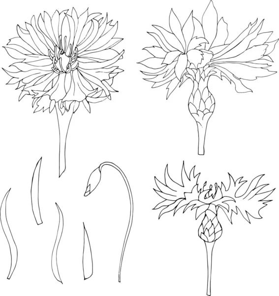 Набір контурних квітів. Кукурудзяні квіти. Чорно-білий ескіз туші вручну . — стоковий вектор