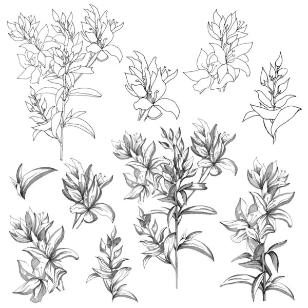 Set van vector contour bloemen op een witte achtergrond. Schetsen van de geïsoleerde bloemen getekend door inkt. Contour clipart voor zomer ontwerp en kleurstellingen. — Stockvector