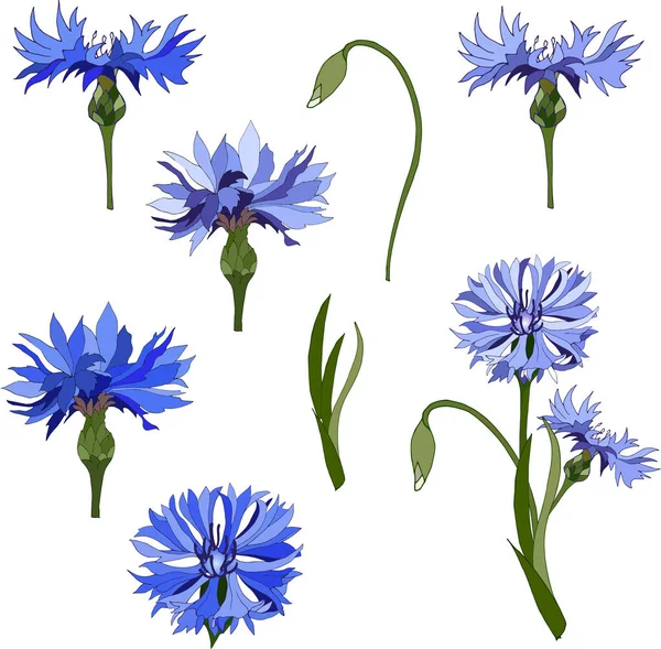 Un juego de acianos. Flores azules sobre fondo blanco. Ilustración vectorial . — Vector de stock