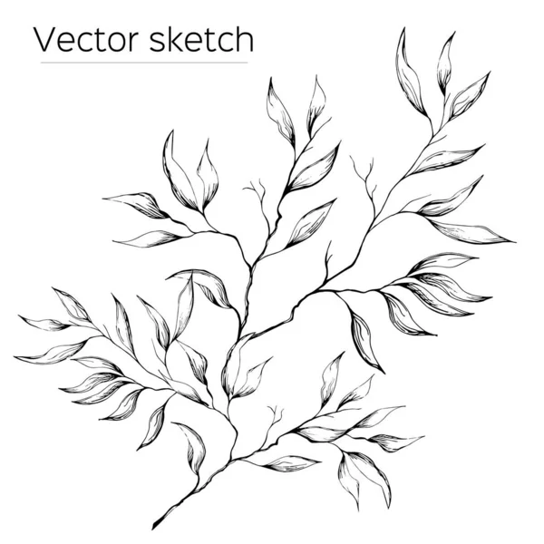 Contour branch with leaves on a white background. Drawn with ink for design, decoration, greeting cards, tiles, invitations, advertisements. Vector sketch. — Stock Vector
