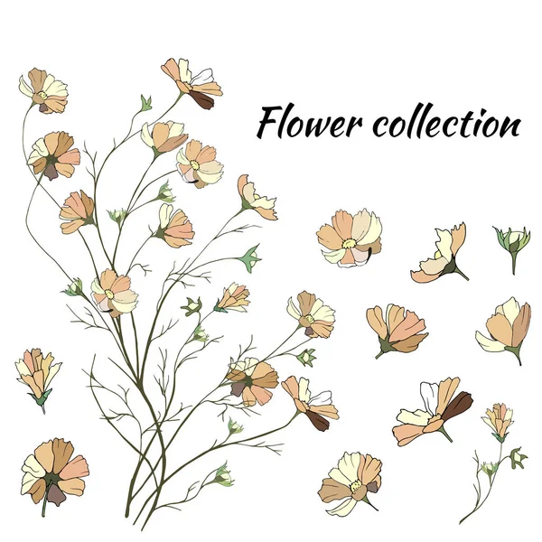 Vektorblumen. Sträuße kleiner Gänseblümchen auf weißem Hintergrund. Handgezeichnete Frühlingsblumen. — Stockvektor