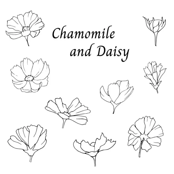 Σύνολο λουλουδιών περιγράμματος από μαργαρίτες σε λευκό φόντο. Μαύρη και λευκή απεικόνιση διανύσματος σε λευκό φόντο. Σκίτσο διανύσματος. — Διανυσματικό Αρχείο
