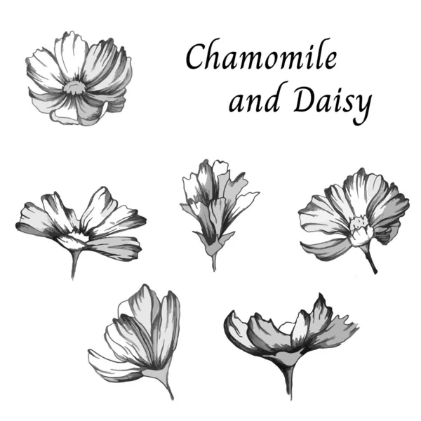Σκίτσο του διανύσματος. Σύνολο λουλουδιών περιγράμματος από μαργαρίτες σε λευκό φόντο. Εικονογράφηση μαύρου και λευκού φορέα. — Διανυσματικό Αρχείο