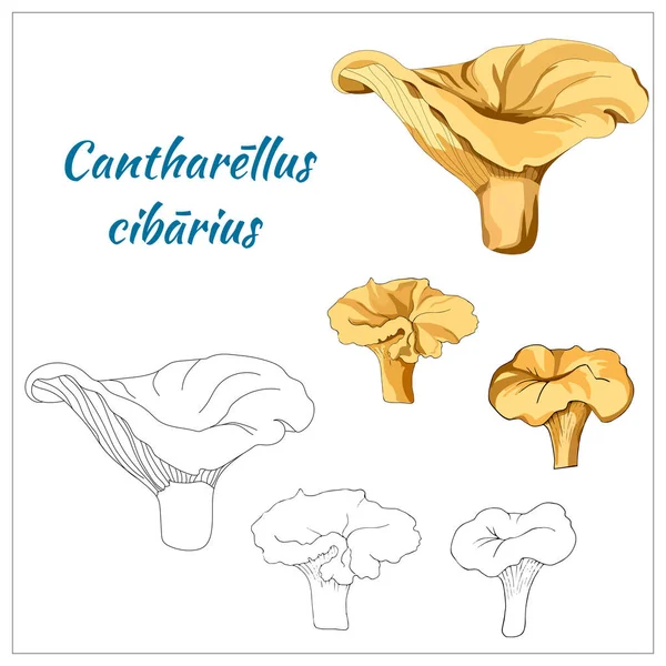 Chanterelle mantarı seti. Kontur ve beyaz bir arka plan üzerinde portakal mantarı. Yenilebilir orman mantarları. Vektör çizimi.