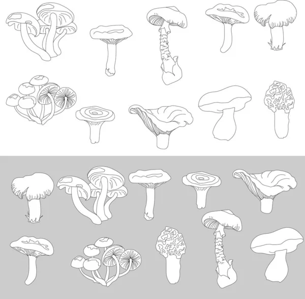 Set of forest mushrooms. Contour black and white sketch. Pale grebe, morel, chanterelle, honey agarics and porcini mushroom. Vector illustration — Stock Illustration Set of forest mushrooms. Contour black and white sketch. Pale grebe, morel, chanterelle, honey agarics and porcini mushroom. Vector illustration Vector Graphics