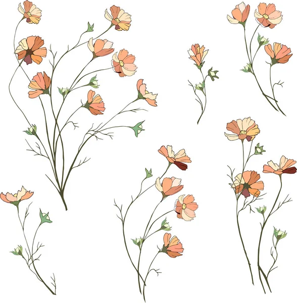 Σετ από λουλούδια από Καμινάρια. Μπουκέτα από μικρές ροζ μαργαρίτες σε λευκό φόντο. Χειροποίητα άνθη άνοιξης. — Διανυσματικό Αρχείο