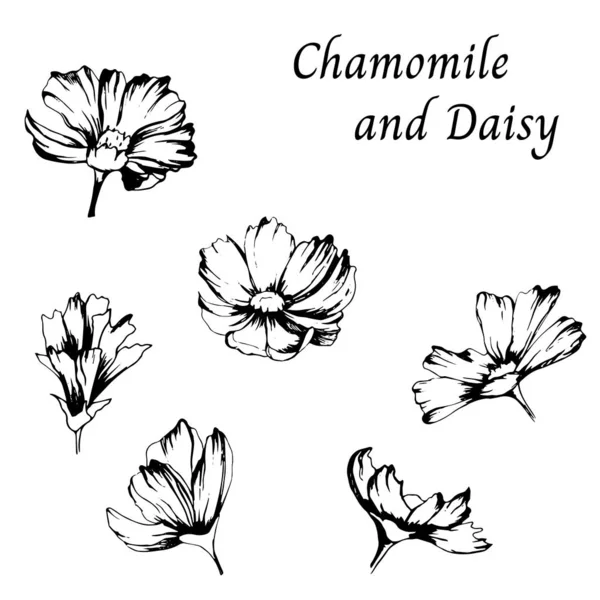 Μαύρο και άσπρο σχέδιο. Σύνολο των περιγραμμάτων της Μαργαρίτα λουλούδια σε λευκό φόντο. Εικόνα διανύσματος που σχεδιάζεται με το χέρι. — Διανυσματικό Αρχείο