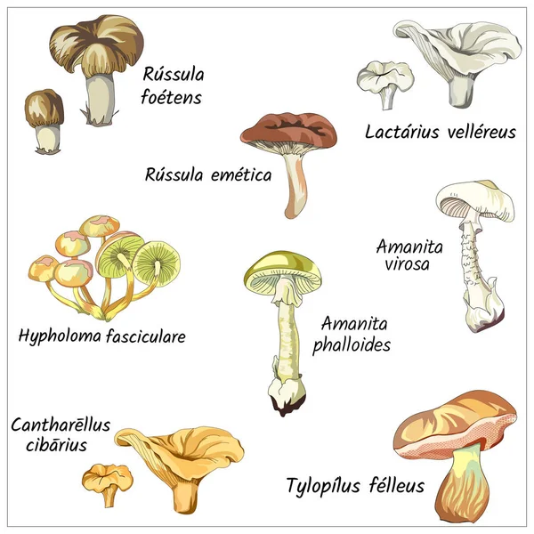 Set of mushrooms on a white background. Forest collection of pale grebe, gall mushroom, chanterelle mushrooms, honey agarics and porcini mushrooms. Vector illustration, sketch. — Stock Vector