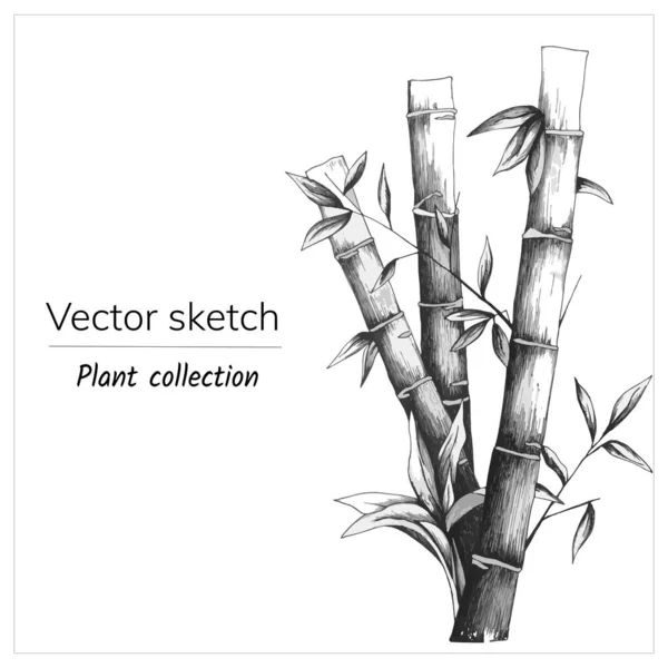 Dessiné Bambou Sur Fond Blanc Croquis Vectoriel Noir Blanc Illustration — Image vectorielle