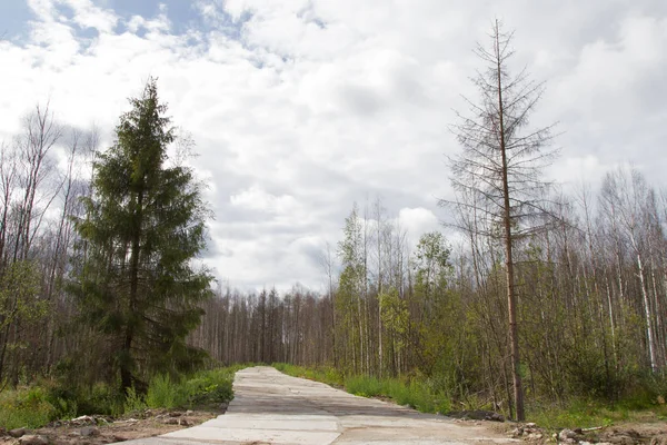 Camino Través Del Bosque — Foto de Stock