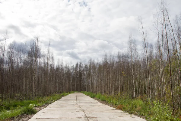 Camino Través Del Bosque — Foto de Stock