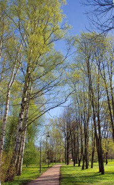 Şehir parkındaki ağaçlar