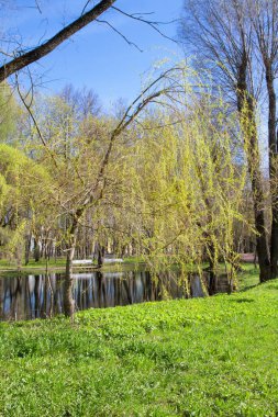 Şehir parkındaki ağaçlar