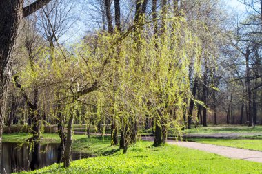 Şehir parkındaki ağaçlar