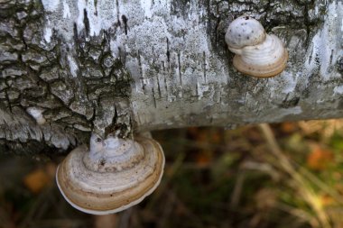 bir chag ahşap mantar