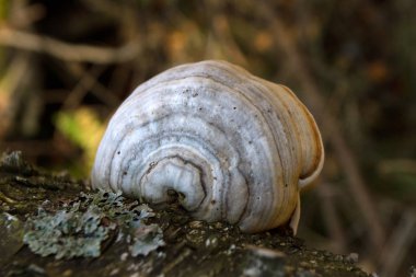 bir chag ahşap mantar