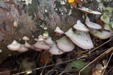 bir chag ahşap mantar