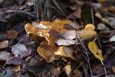 sonbaharda orman mantar